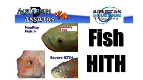 fish hexa|Hexed .